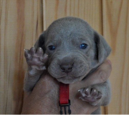 Des Silver Weims De L'Odon - Chiots à réserver