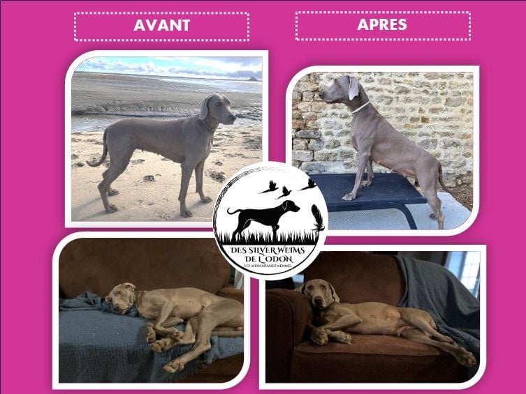 Des Silver Weims De L'Odon - Un ventre qui s'arrondit de jours en jours