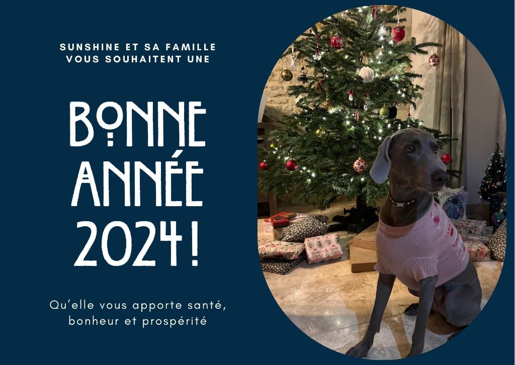 Des Silver Weims De L'Odon - BONNE ANNÉE 2024