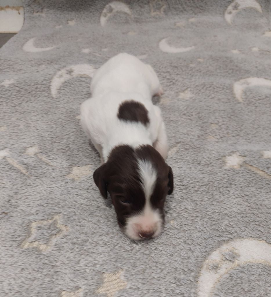 Du Domaine De Jusian - Chiots disponibles - English Springer Spaniel