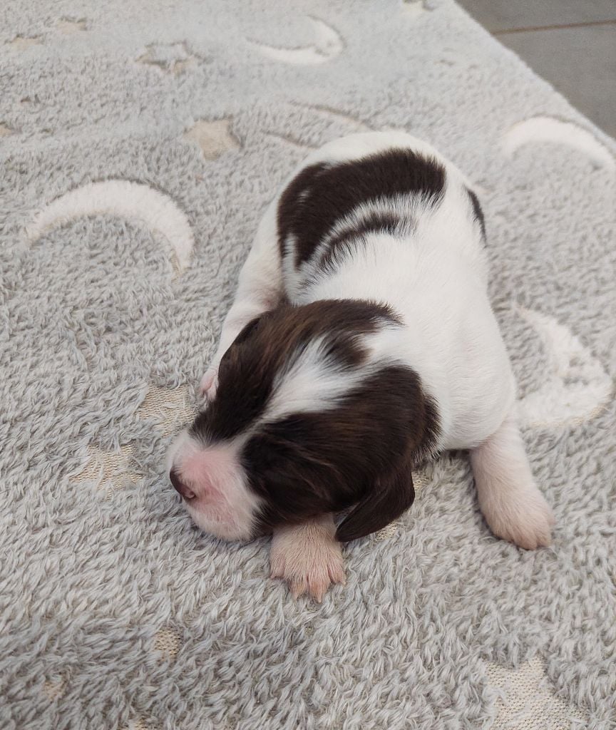 Du Domaine De Jusian - Chiots disponibles - English Springer Spaniel