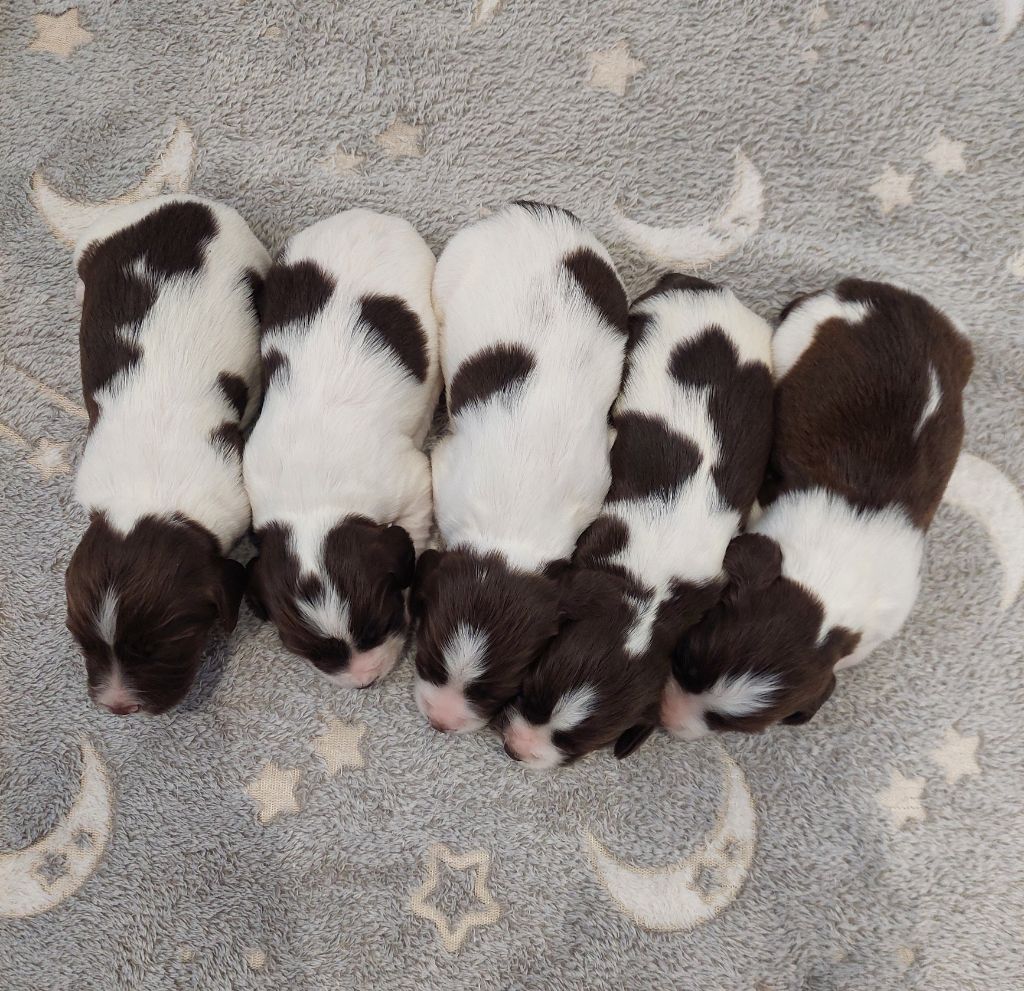 Chiot English Springer Spaniel Du Domaine De Jusian