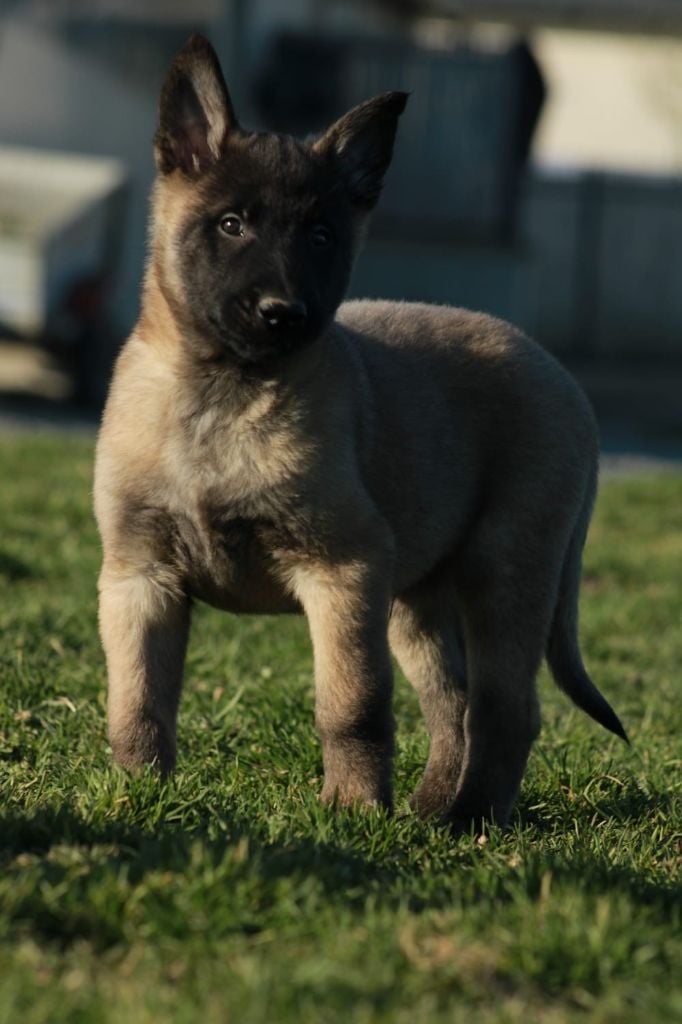 De La Butte Des Crocs Blancs - Chiots disponibles - Berger Belge