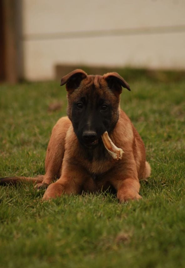 De La Butte Des Crocs Blancs - Chiots disponibles - Berger Belge