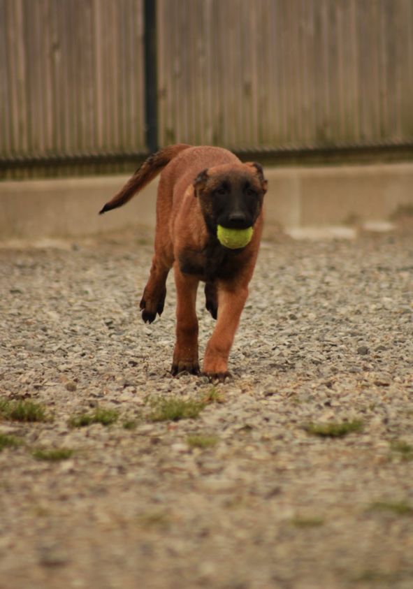 De La Butte Des Crocs Blancs - Chiots disponibles - Berger Belge