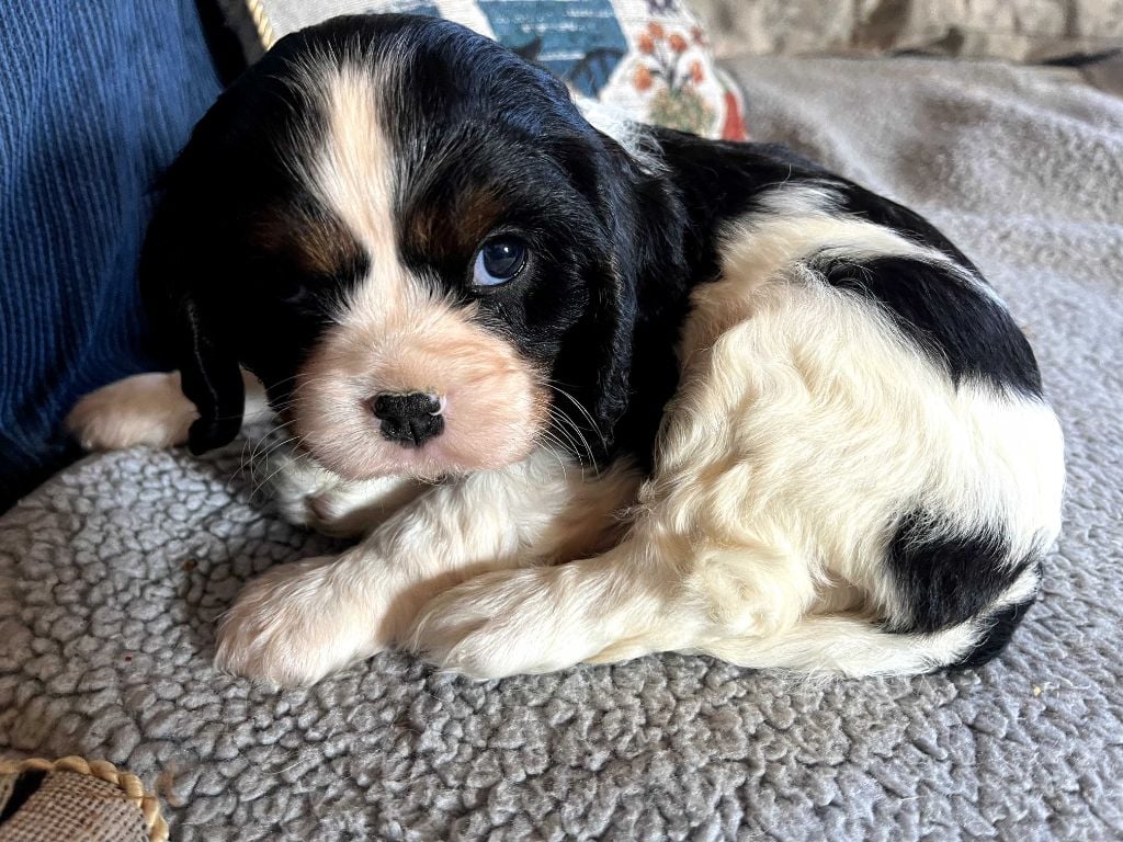 La Panière Aux Milles Merveilles - Cavalier King Charles Spaniel - Portée née le 28/09/2024