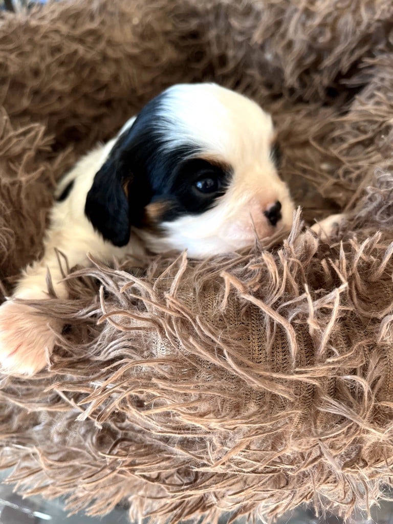 La Panière Aux Milles Merveilles - Chiots disponibles - Cavalier King Charles Spaniel