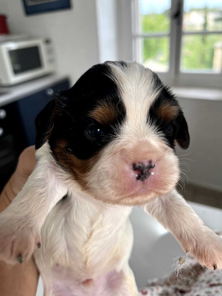 La Panière Aux Milles Merveilles - Cavalier King Charles Spaniel - Portée née le 20/03/2024