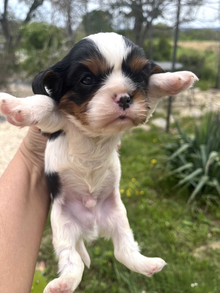 La Panière Aux Milles Merveilles - Cavalier King Charles Spaniel - Portée née le 13/03/2024