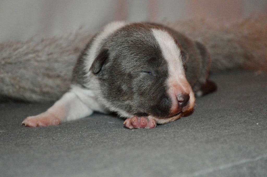 La Terre Des Diamants Bleus - Chiots disponibles - American Staffordshire Terrier