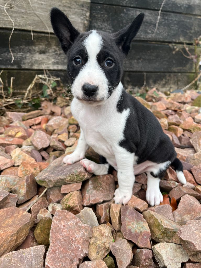 Helene Crochemore - Chiots disponibles - Basenji