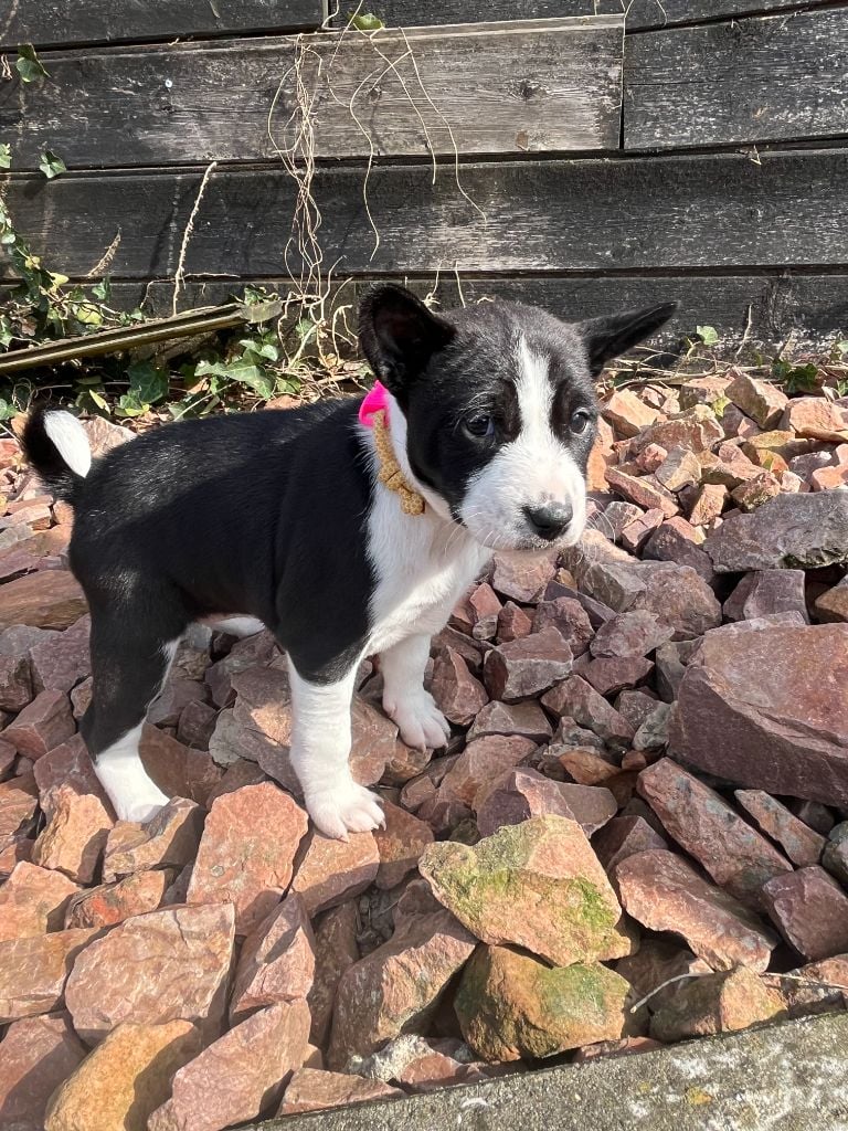 Helene Crochemore - Chiots disponibles - Basenji