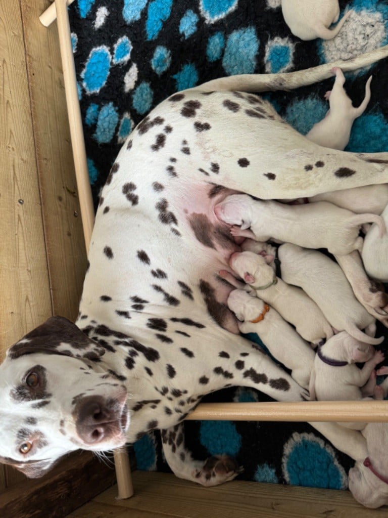 Chiot Dalmatien The Pheyty's Keeper