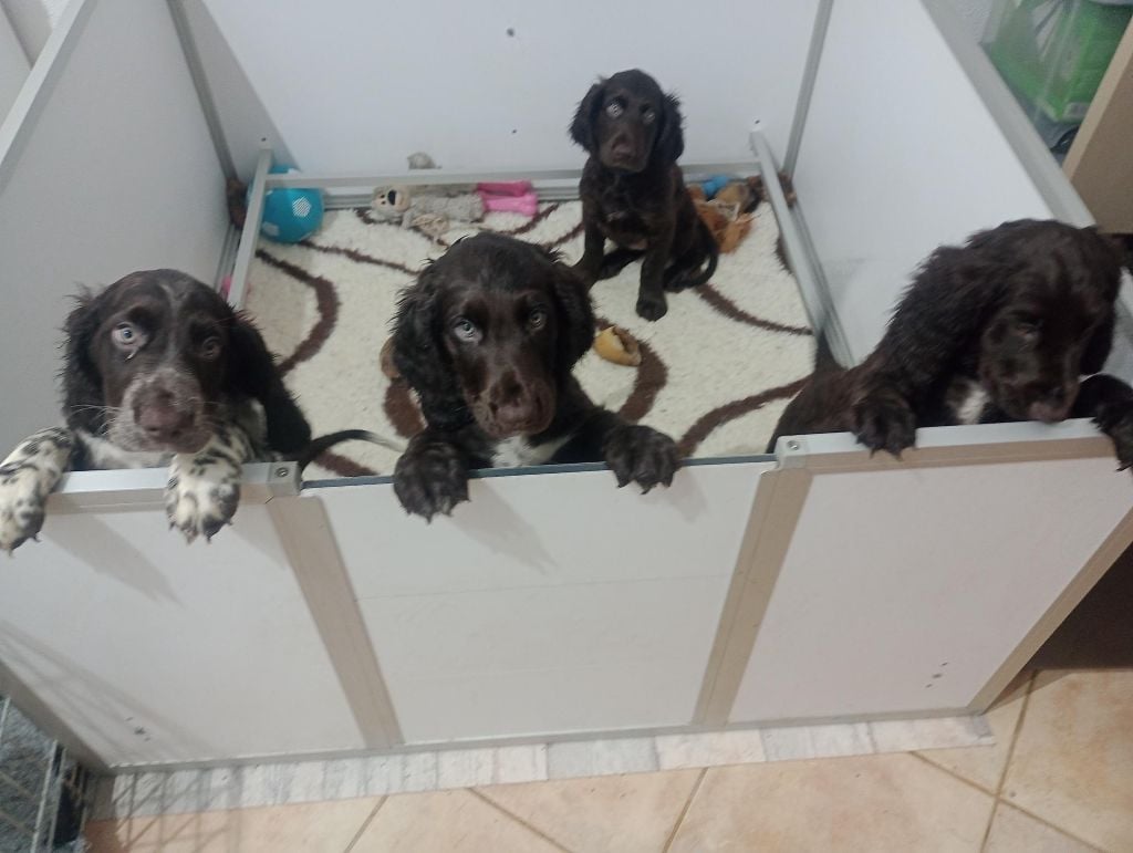 Tous les chiots de Paddie ont trouvé une famille