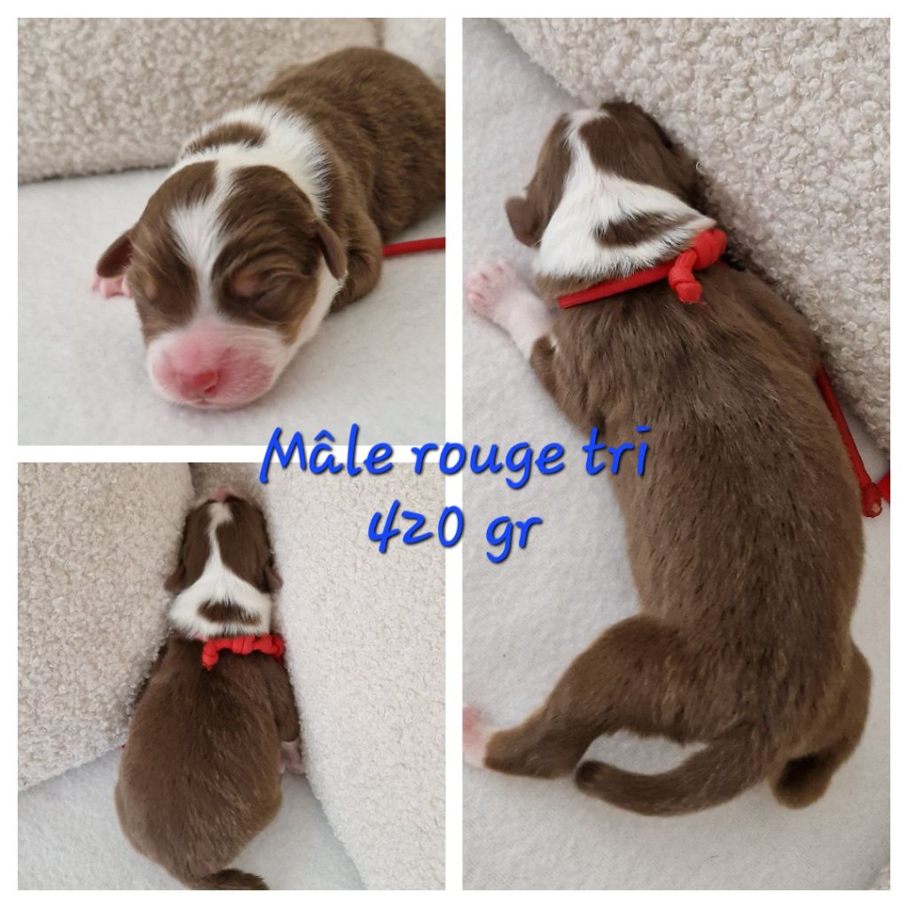 Des Terres D'Opps - Chiots disponibles - Berger Australien