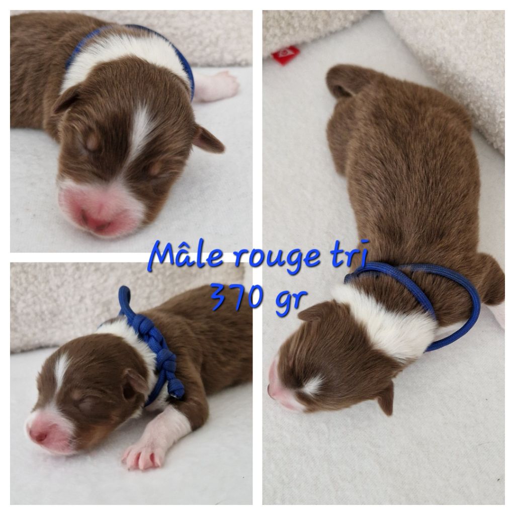 Des Terres D'Opps - Chiots disponibles - Berger Australien