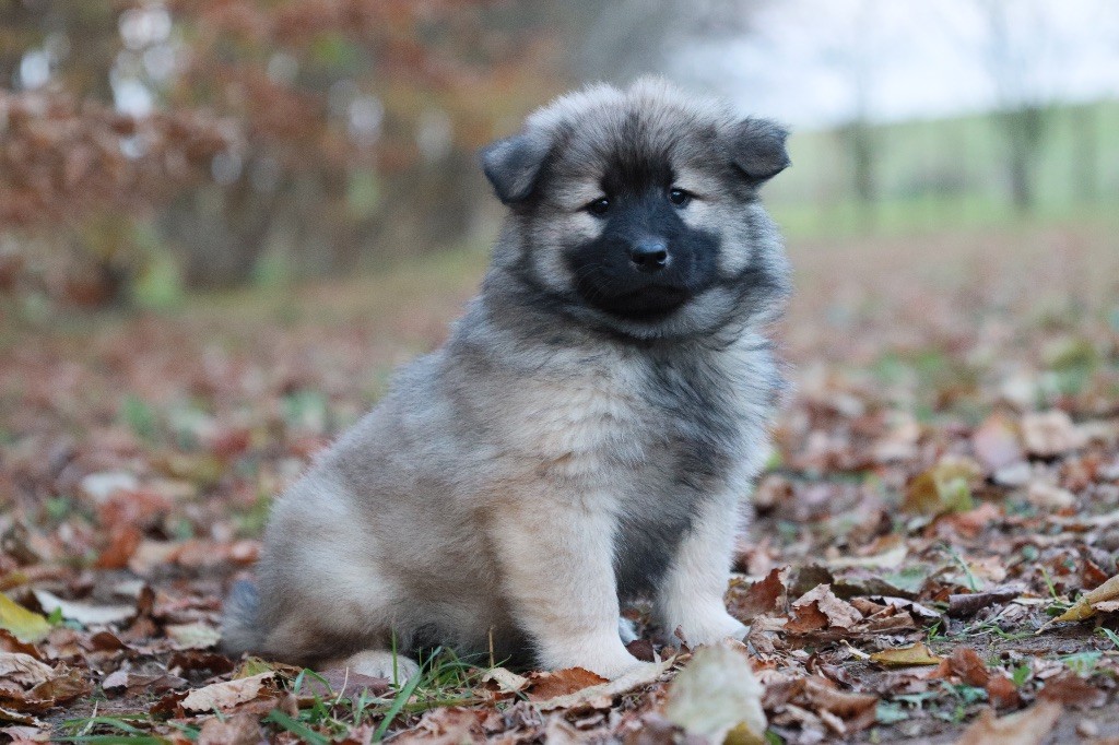 Blue Seal - Eurasier - Portée née le 05/10/2023