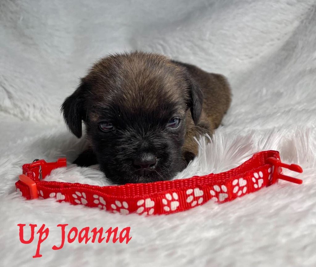 Von Duwesand - Chiots disponibles - Border Terrier