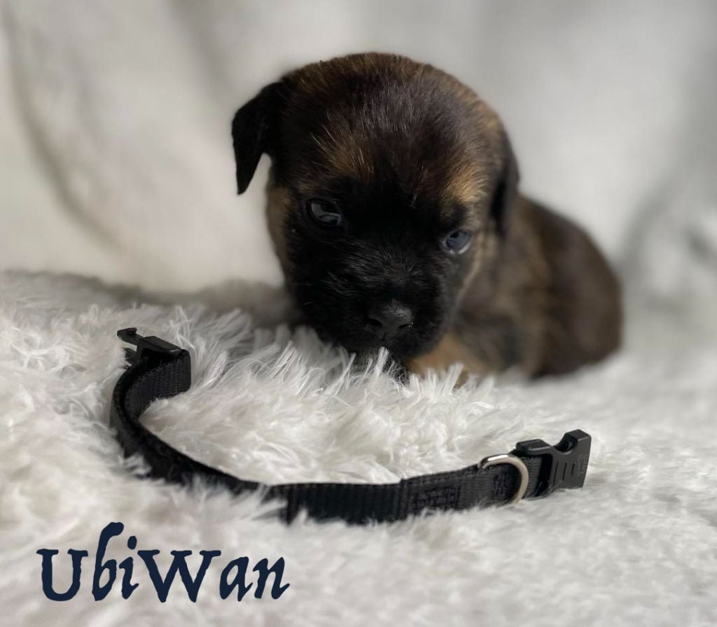 Von Duwesand - Chiots disponibles - Border Terrier