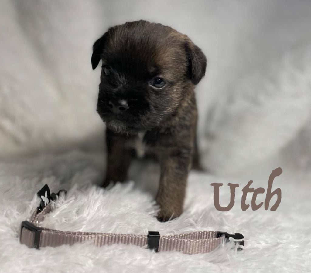 Von Duwesand - Chiots disponibles - Border Terrier