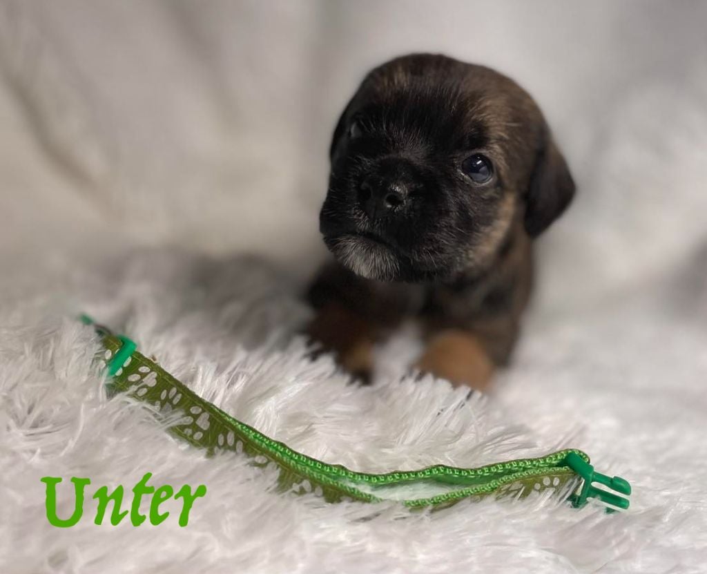 Von Duwesand - Chiots disponibles - Border Terrier