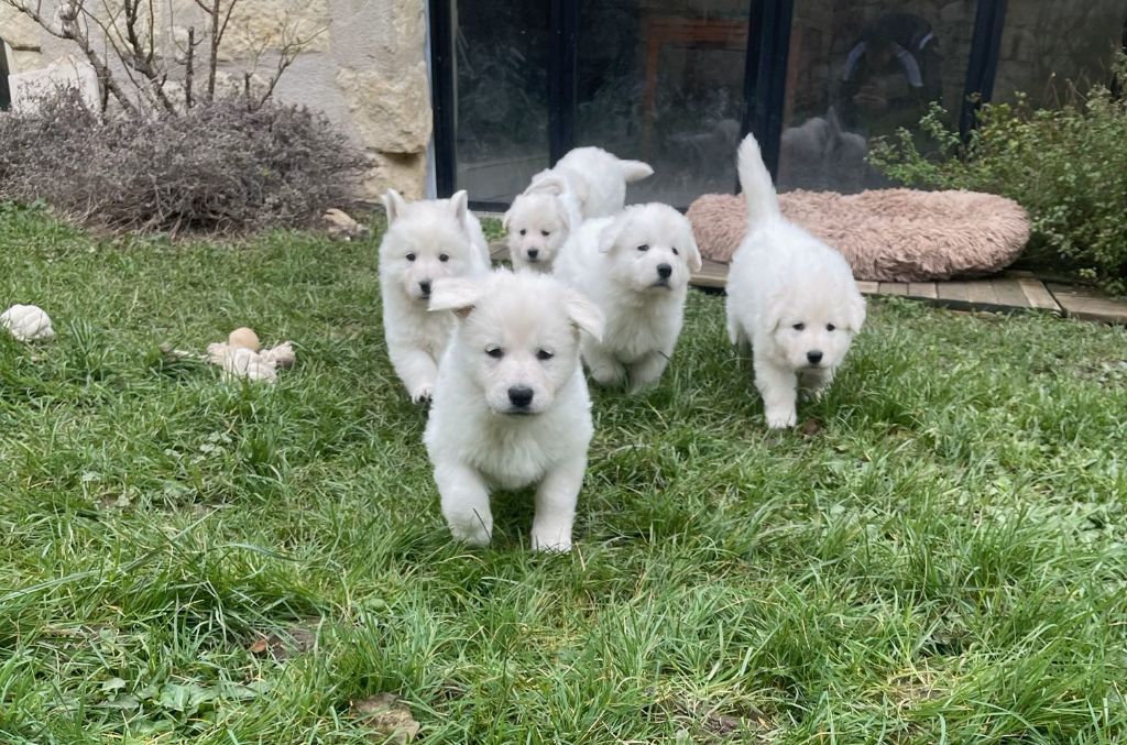 Du Hameau De Cuze - Berger Blanc Suisse - Portée née le 23/12/2023