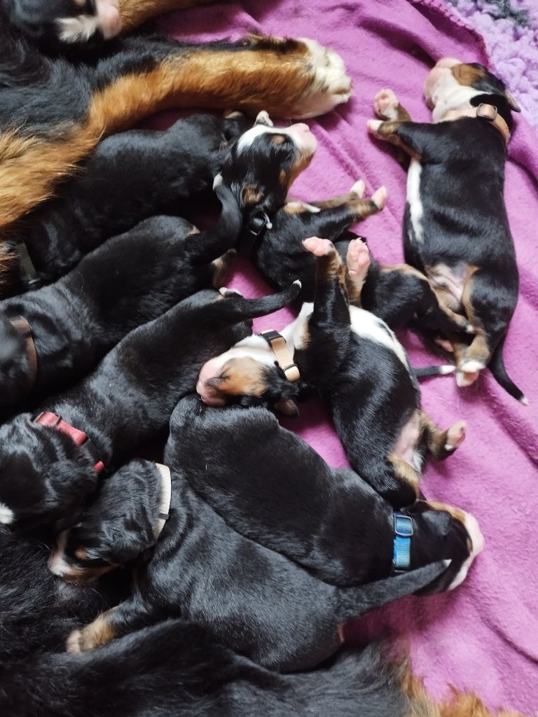 Chiot Bouvier Bernois Des Farandoles Des Neiges