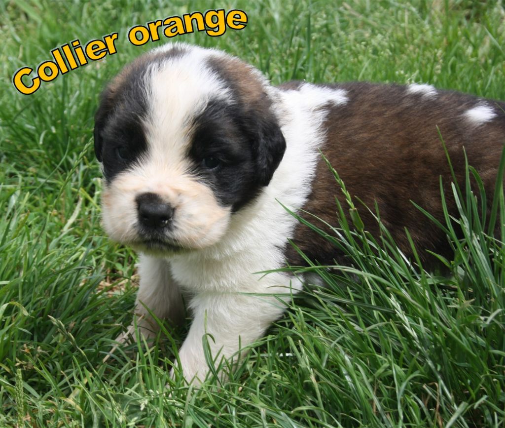 De La Maison De Ruby - Chiots disponibles - Chien du Saint-Bernard