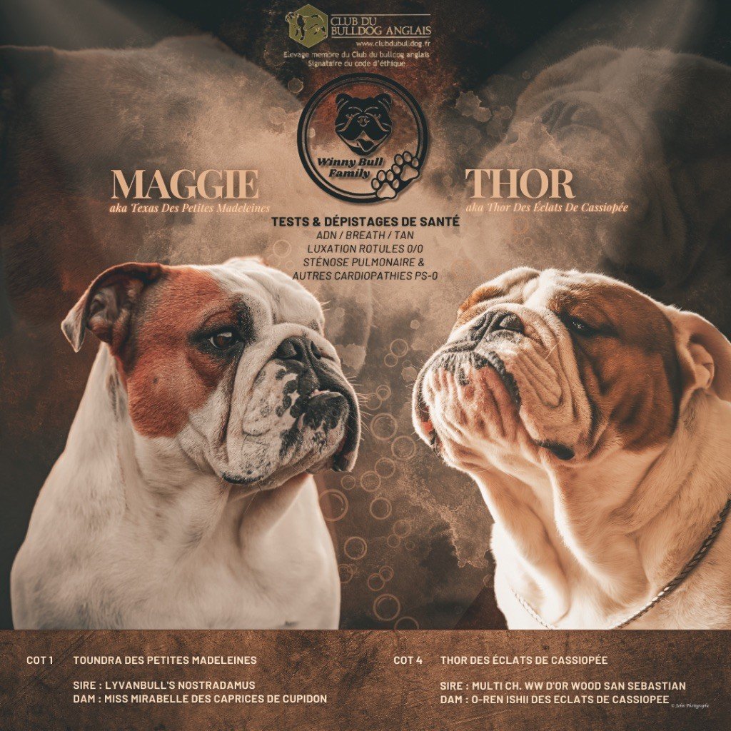 Chiot Bulldog Anglais De Winny Bull