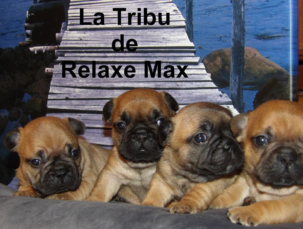 Chiot Bouledogue français La Tribu De Relaxe Max