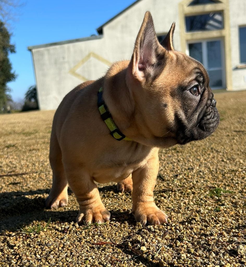 Kevin Decressac - Chiots disponibles - Bouledogue français