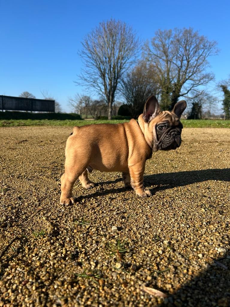 Kevin Decressac - Chiots disponibles - Bouledogue français