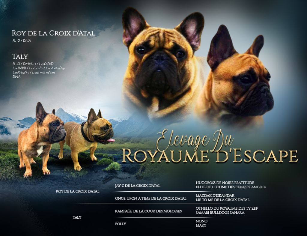 Chiot Bouledogue français Kevin Decressac