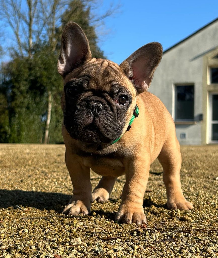 Kevin Decressac - Chiots disponibles - Bouledogue français