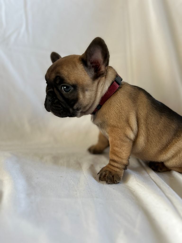 Kevin Decressac - Chiots disponibles - Bouledogue français