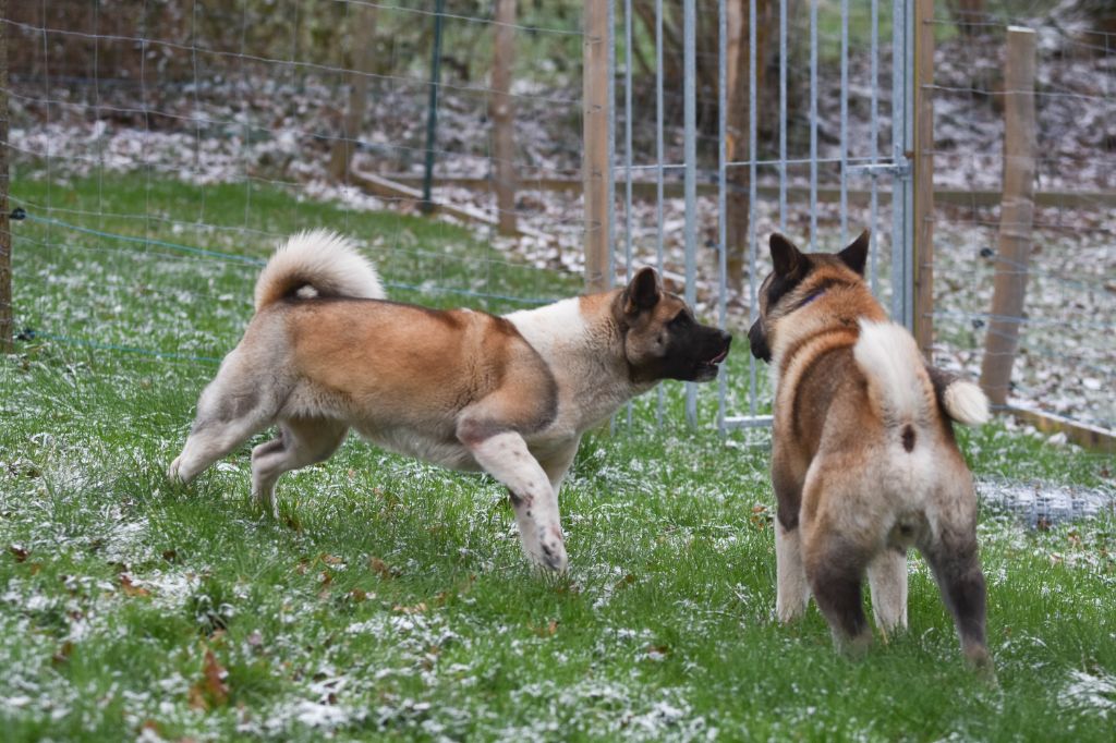 Un peu de neige en Mayenne ! 