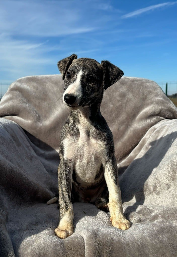 sweet silhouettes sprinter - Chiots disponibles - Whippet