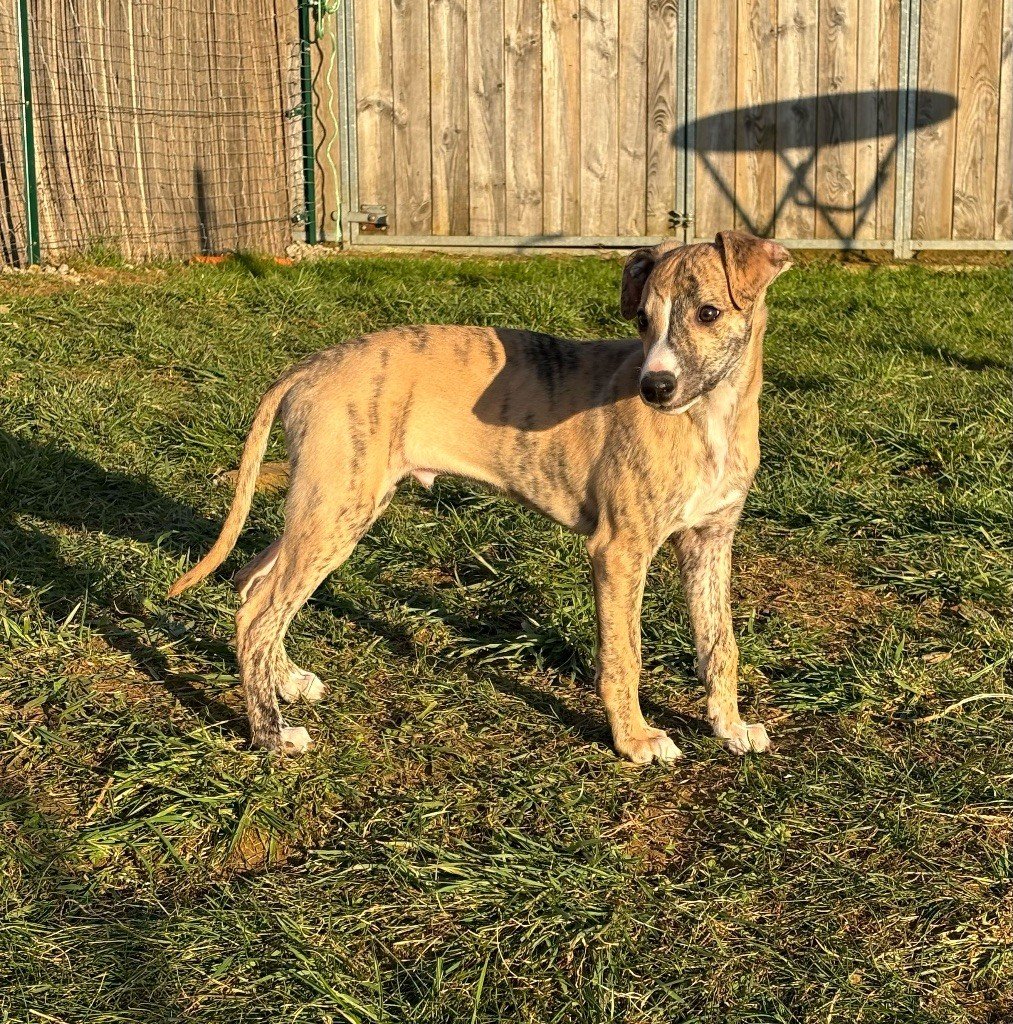 sweet silhouettes sprinter - Chiots disponibles - Whippet