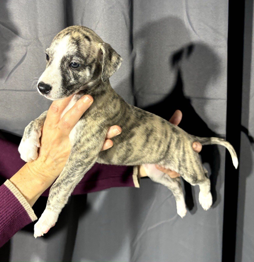 sweet silhouettes sprinter - Chiots disponibles - Whippet