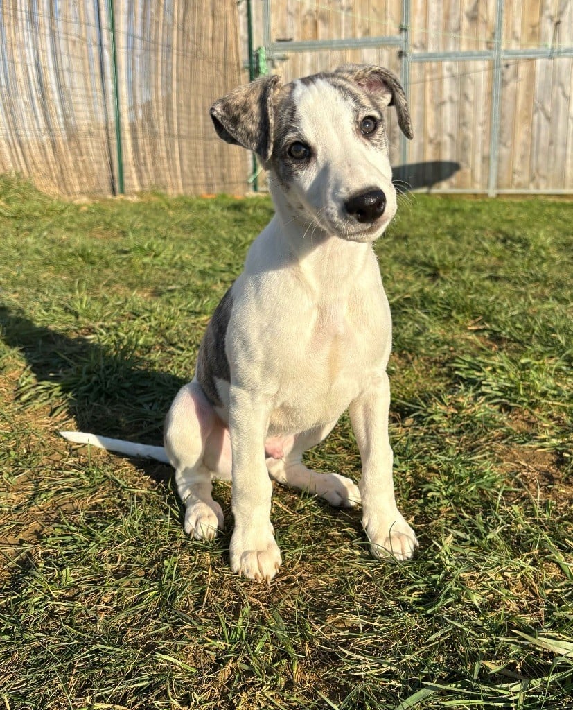 sweet silhouettes sprinter - Chiots disponibles - Whippet