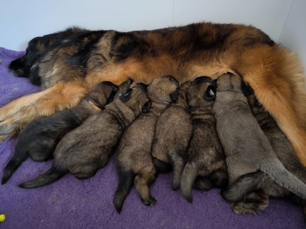 Du Charme De Montrésor - Leonberger - Portée née le 11/03/2024