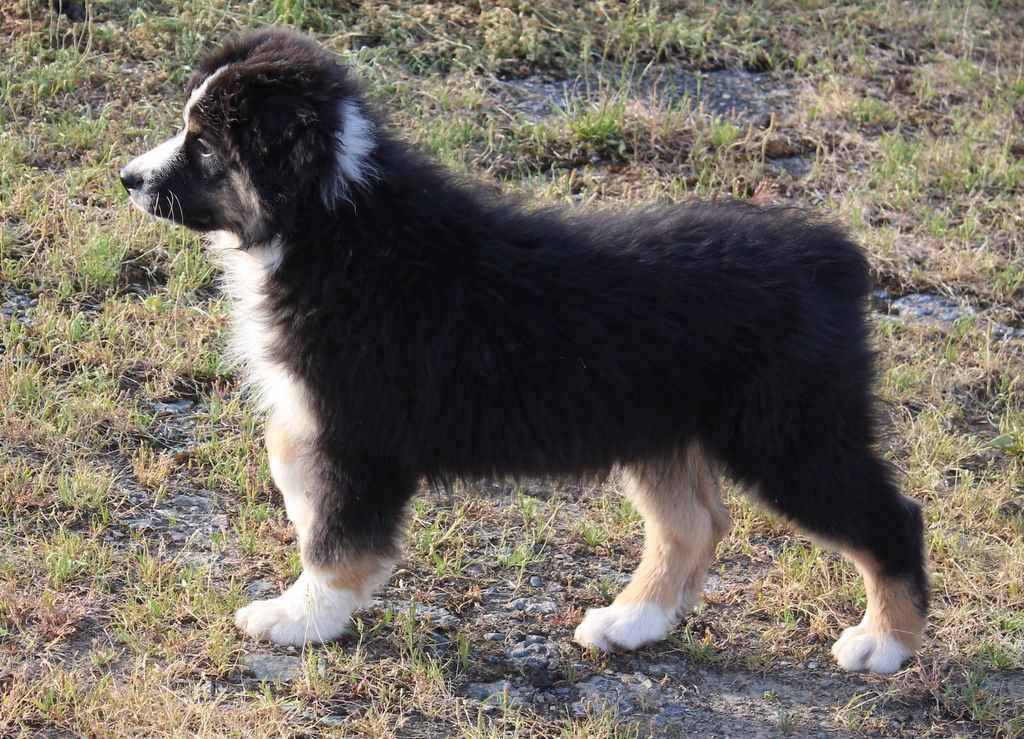 Des Jardins d'Adonis - Chiots disponibles - Berger Australien