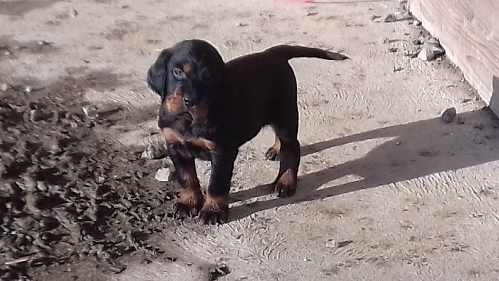 du Clos Lupin - Setter Gordon - Portée née le 10/01/2018