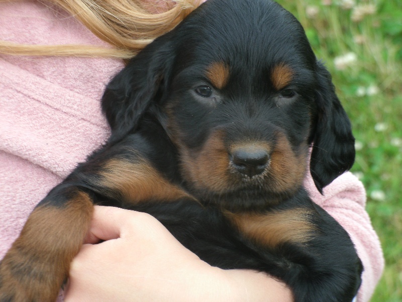 du Clos Lupin - Setter Gordon - Portée née le 27/05/2014