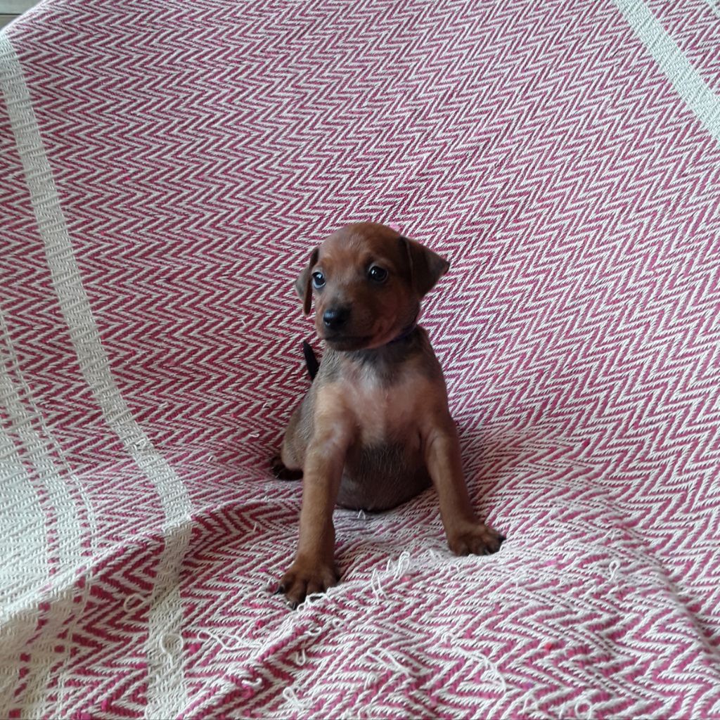 Du gang des loups - Chiots disponibles - Pinscher nain