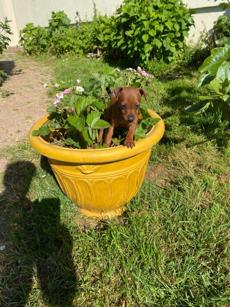 Du gang des loups - Chiots disponibles - Pinscher nain