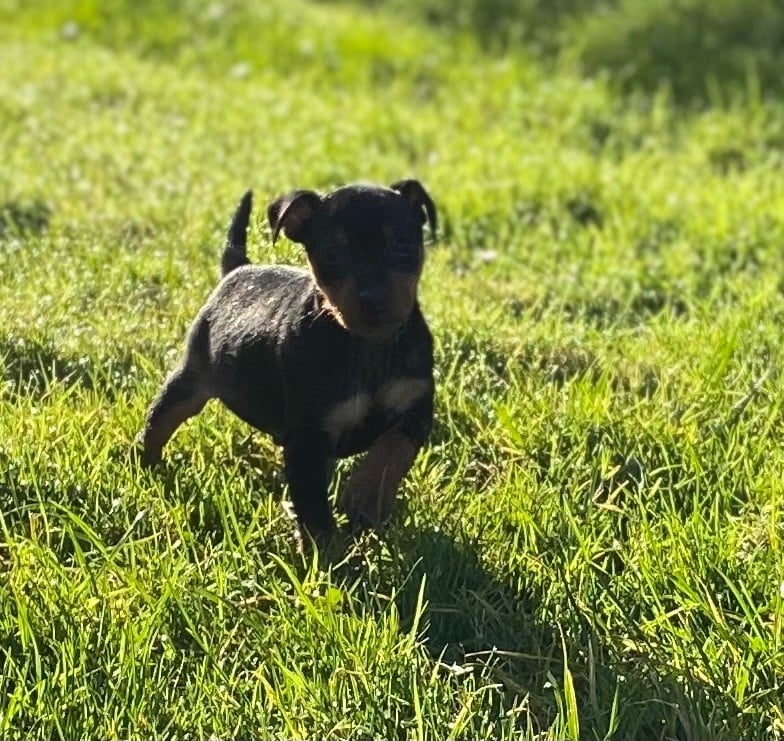 Du gang des loups - Chiots disponibles - Pinscher nain