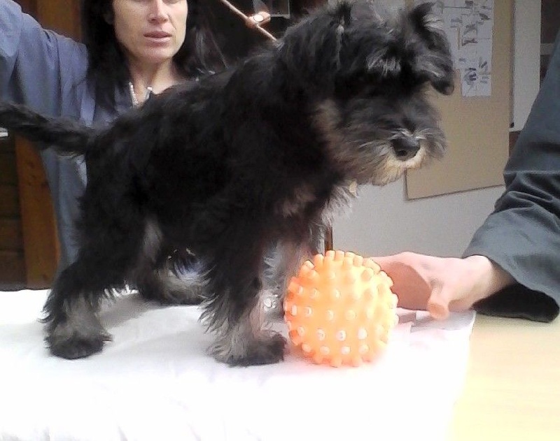 Du domaine de la villatelle - Schnauzer miniature - Portée née le 09/12/2015