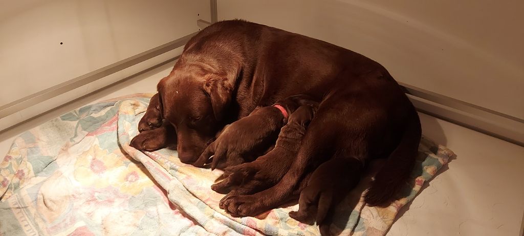 Du domaine de la villatelle - Labrador Retriever - Portée née le 26/11/2020