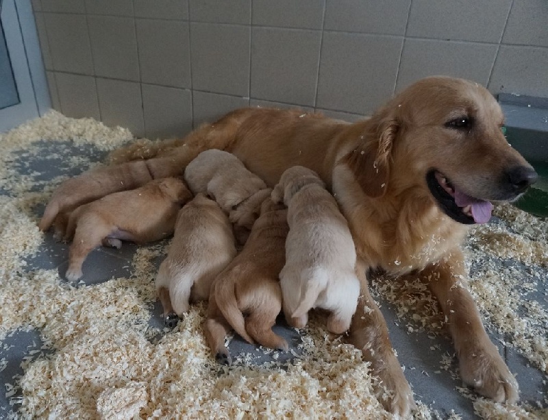 Du domaine de la villatelle - Golden Retriever - Portée née le 18/06/2016